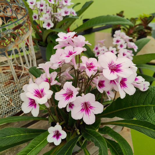Streptocarpus Beverley NEW 2025