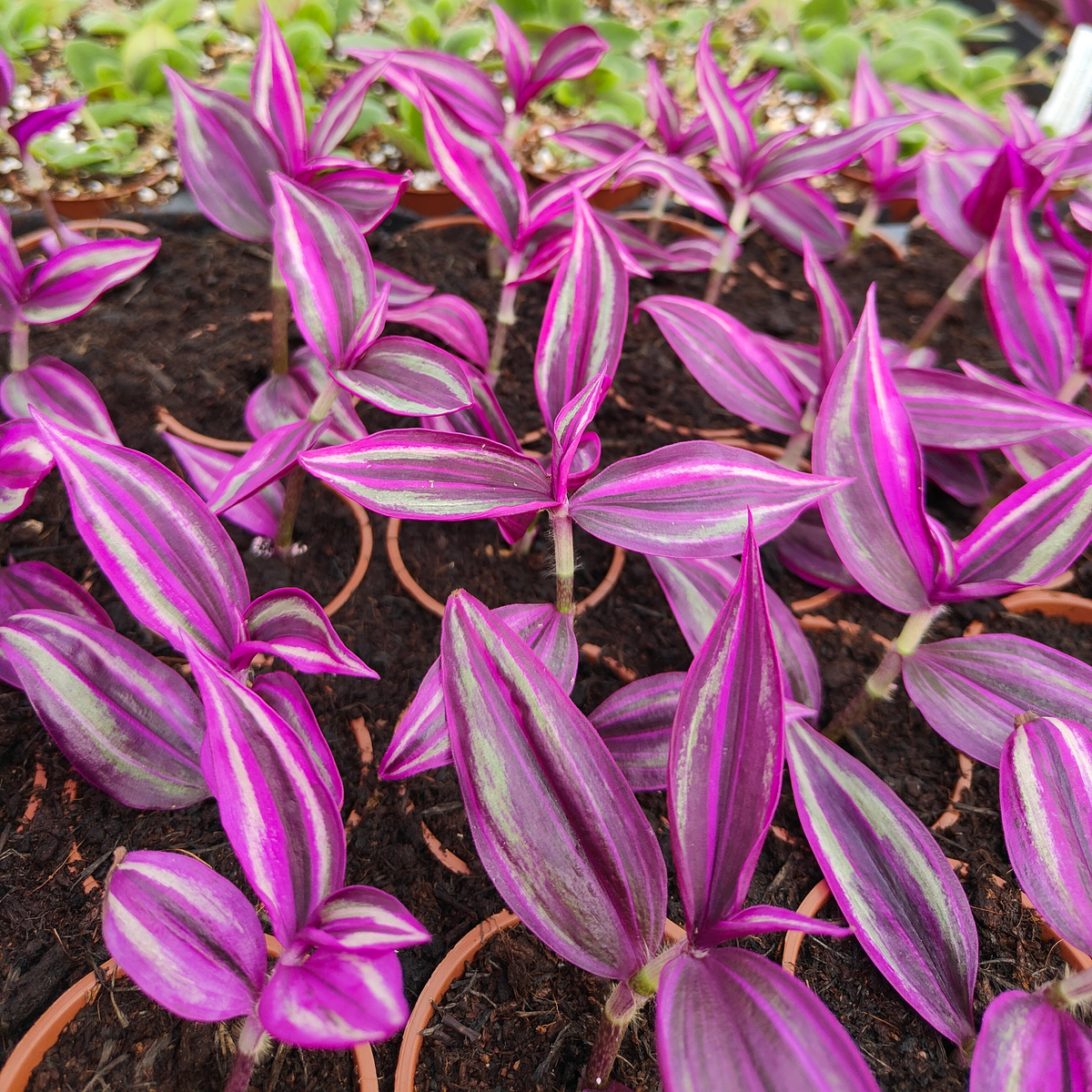 Tradescantia Pink Paradise - Dibleys