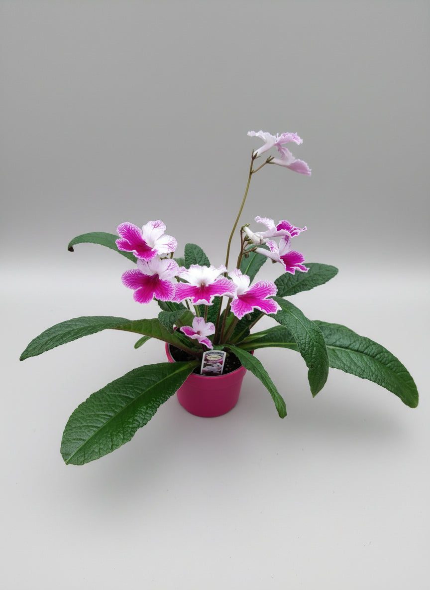 Stylish Ceramic Cache/Cover pots - Ruby Red - 11cm