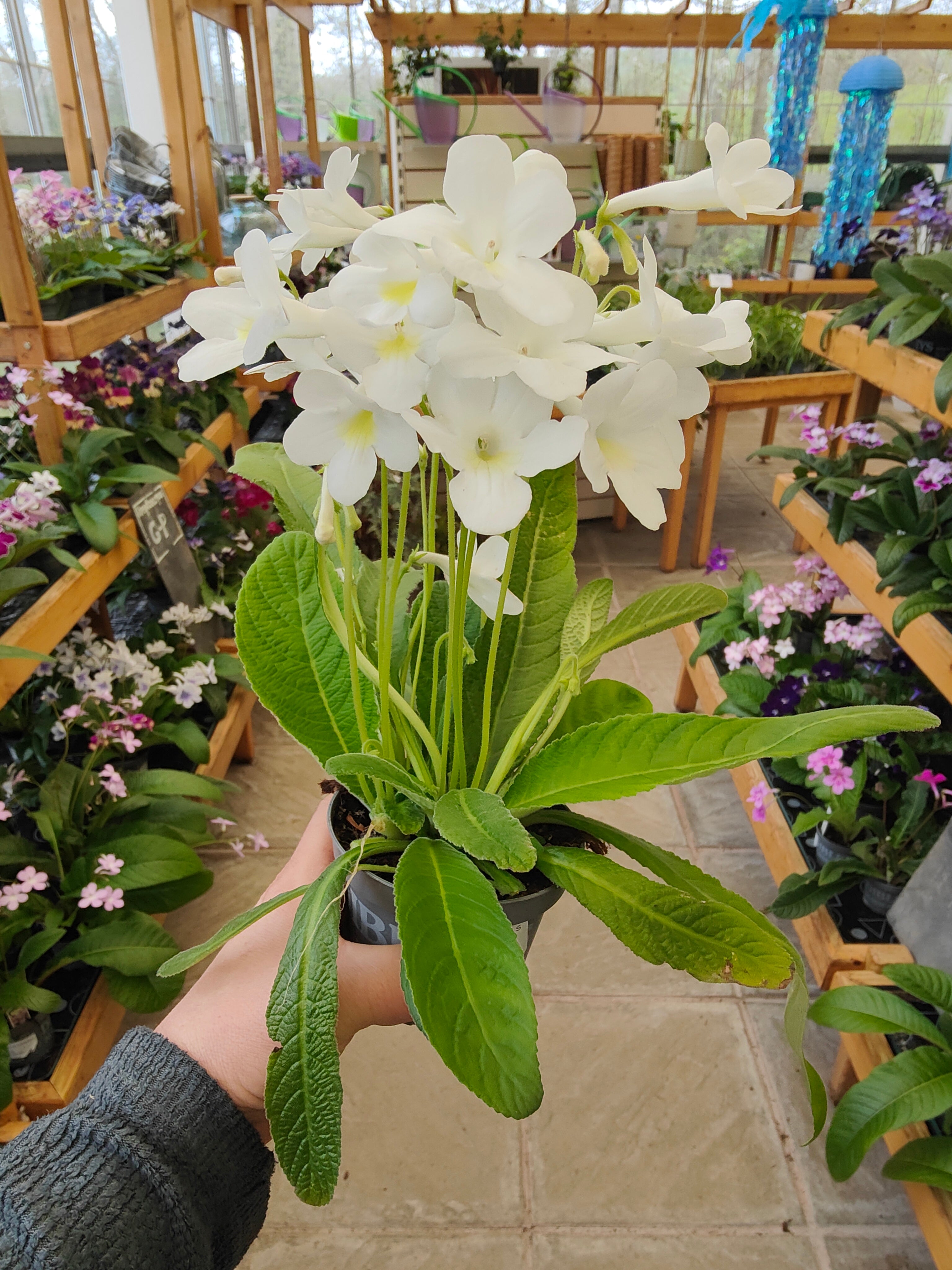 Streptocarpus Maassens White – Dibleys