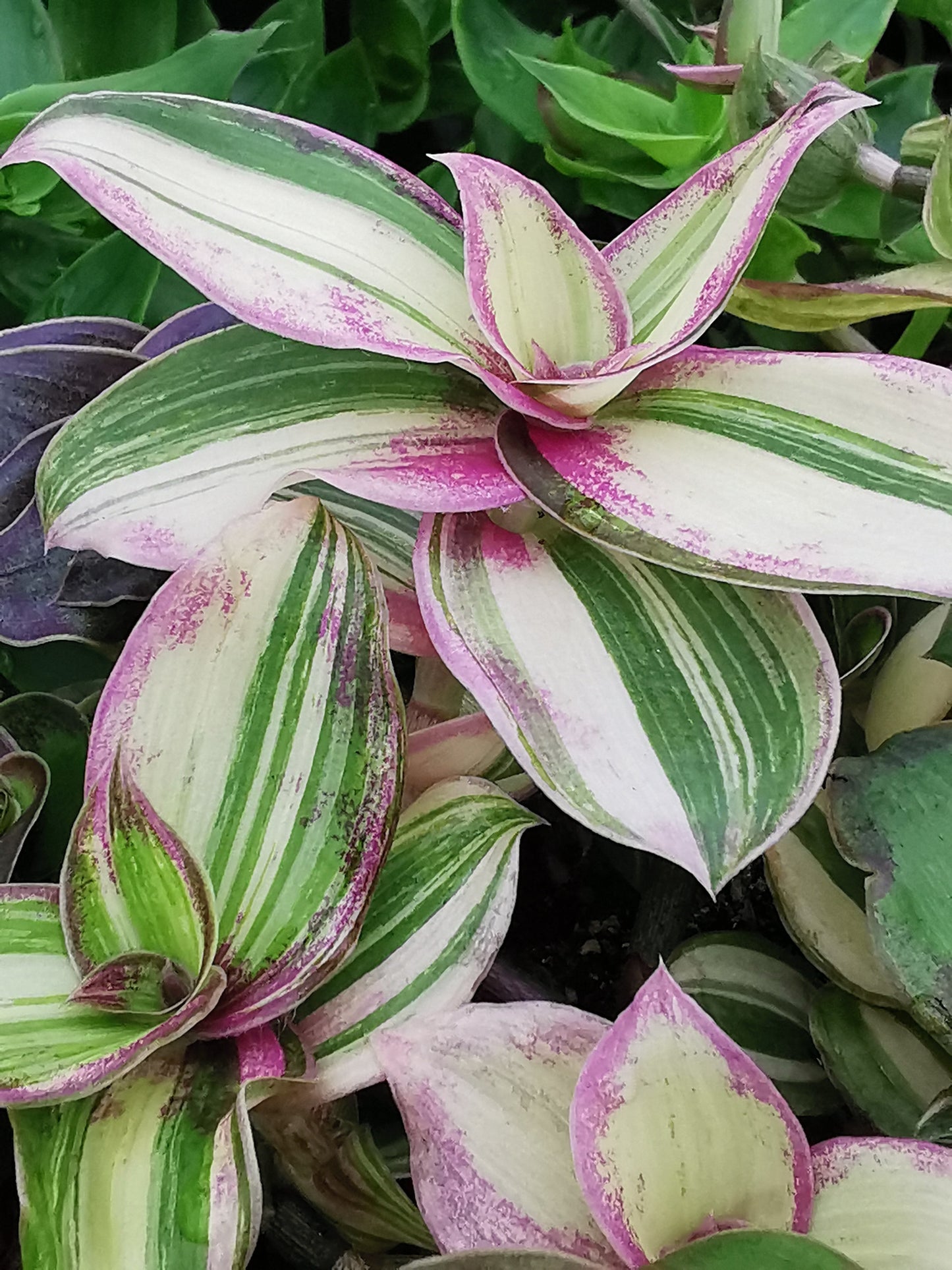 Callisia soconuscensis variegata