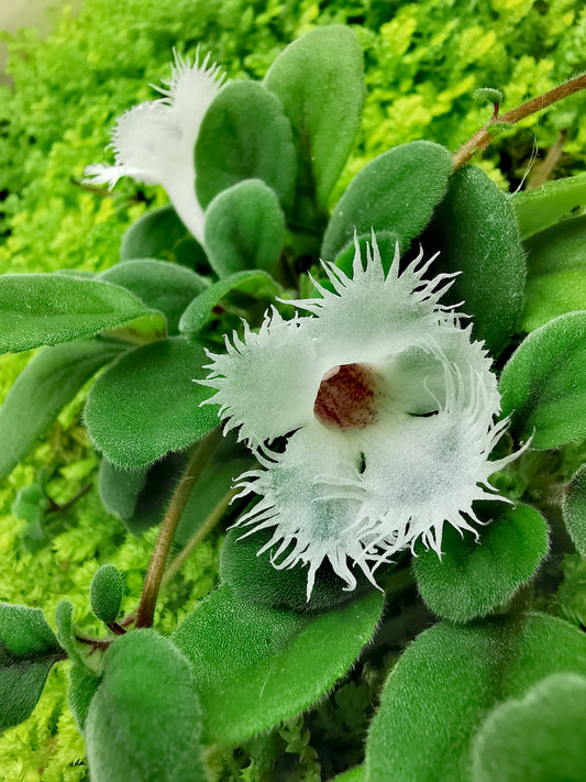 Alsobia dianthiflora - Dibleys