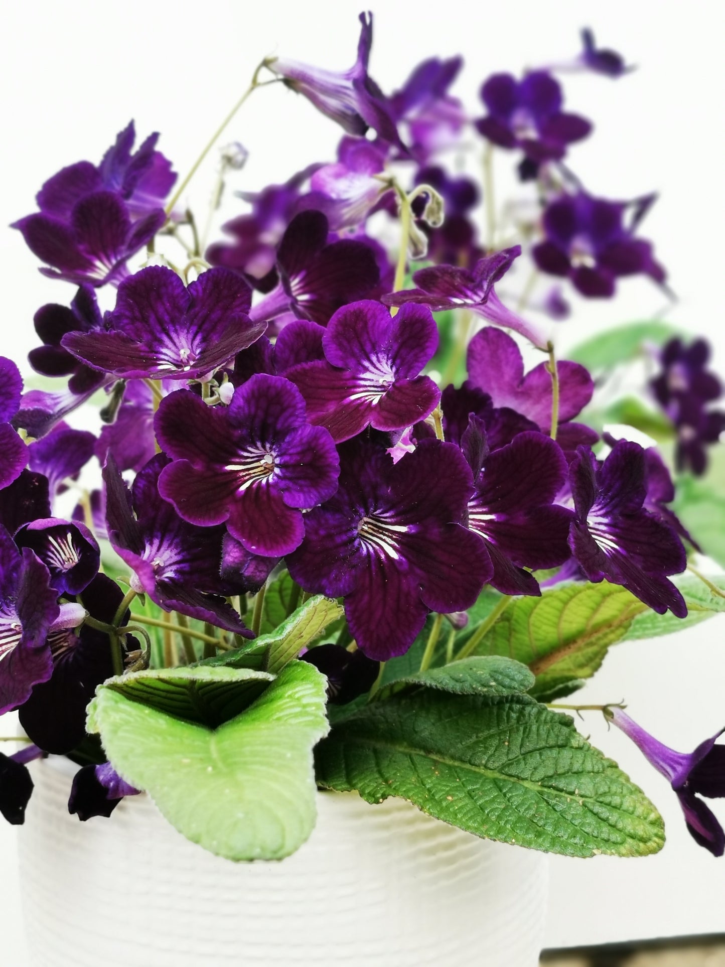 Streptocarpus Pippa