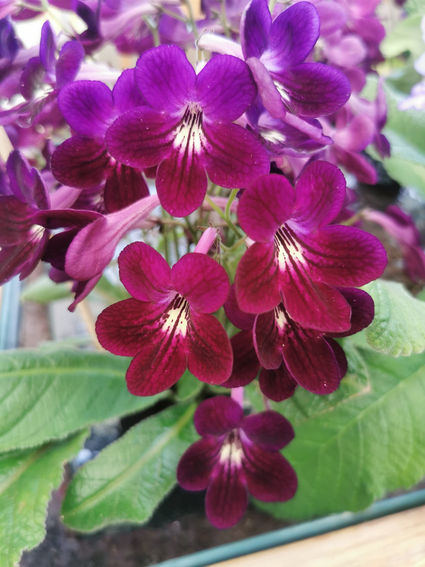 Streptocarpus Dibley's Patricia NEW