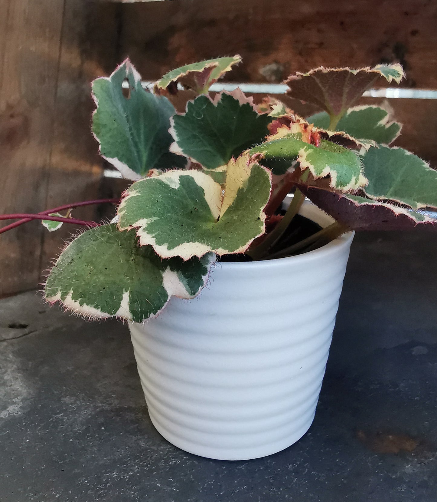 Stylish Ceramic Cache/Cover pots - Striped 7cm