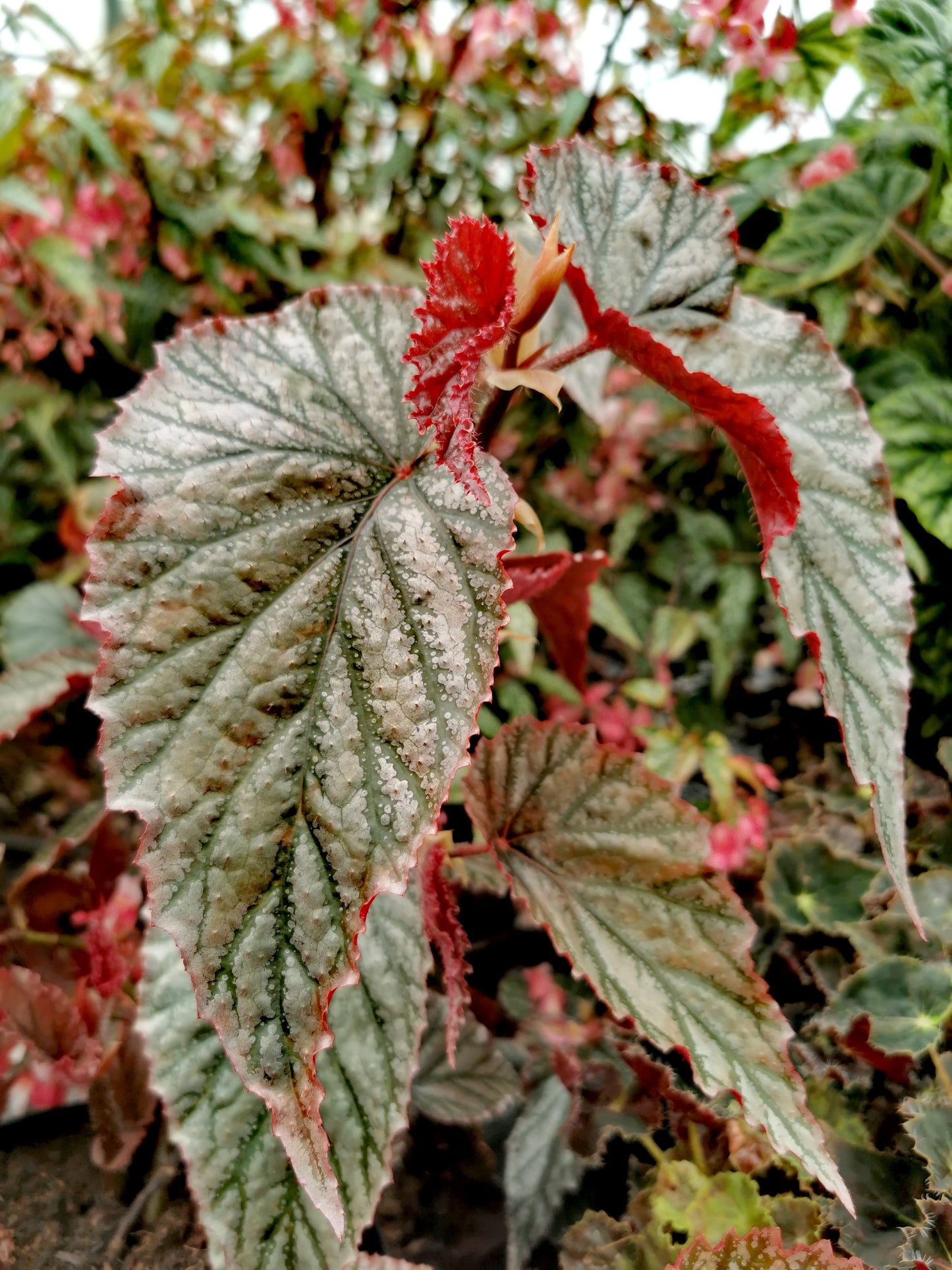 Begonia Aya