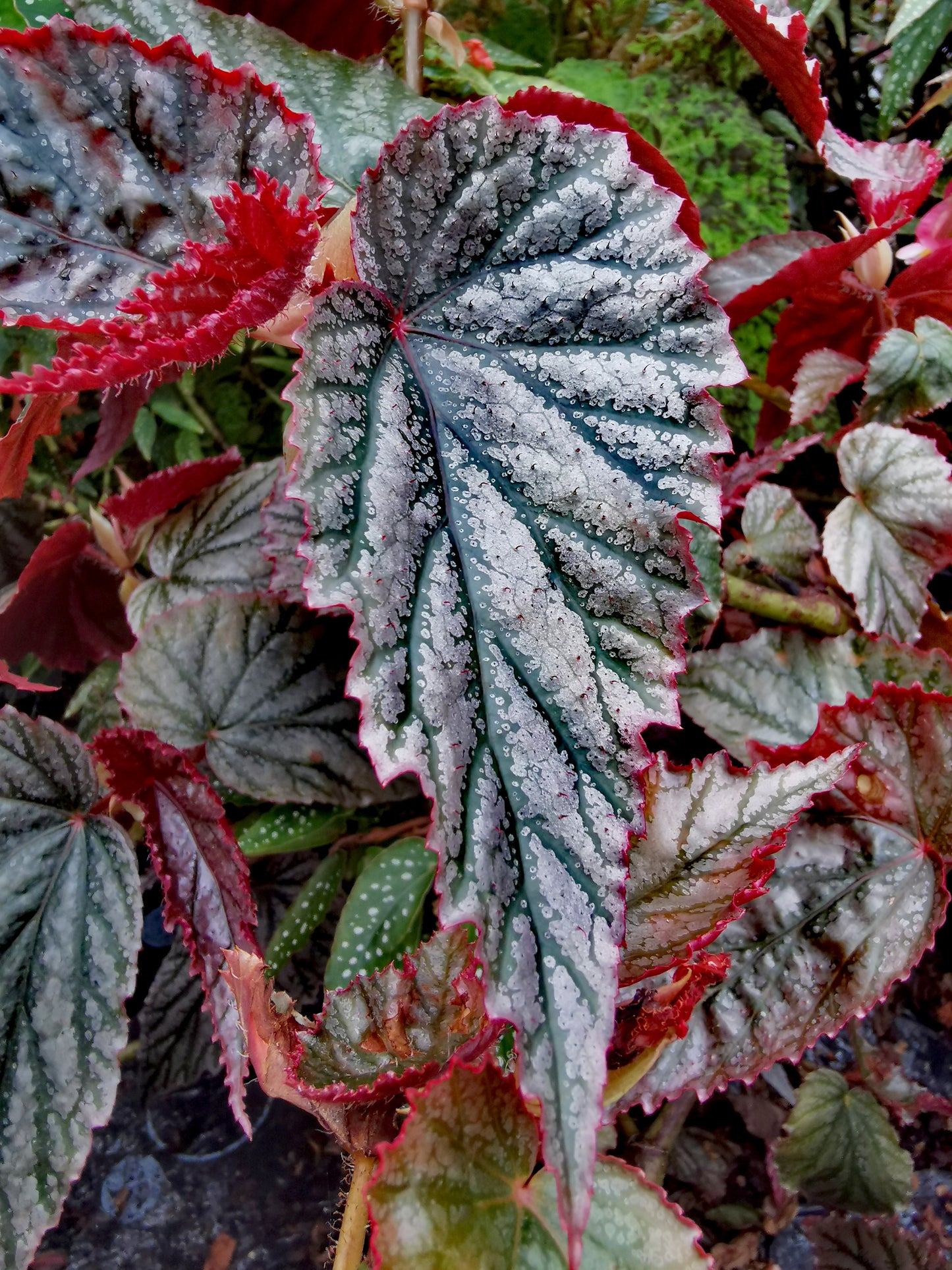 Begonia Aya