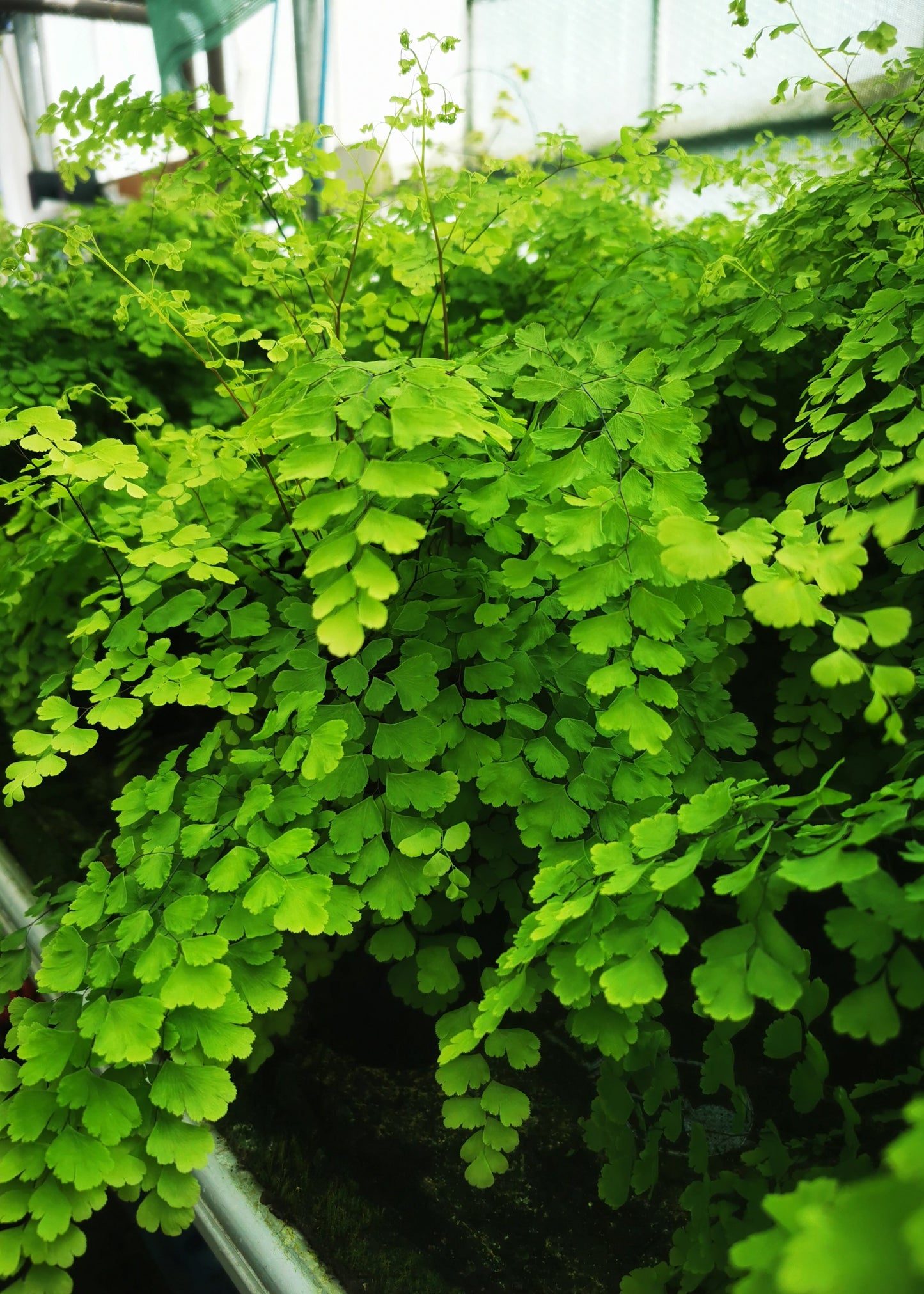 Adiantum raddianum (maidenhair fern)