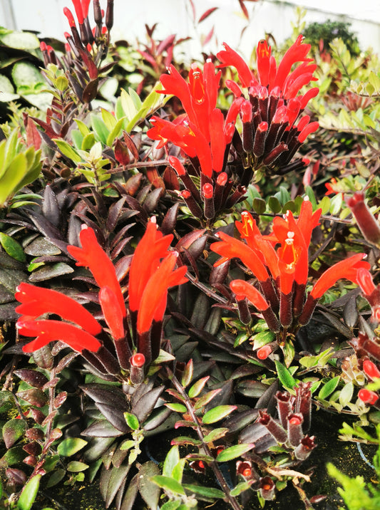 Aeschynanthus parvifolius