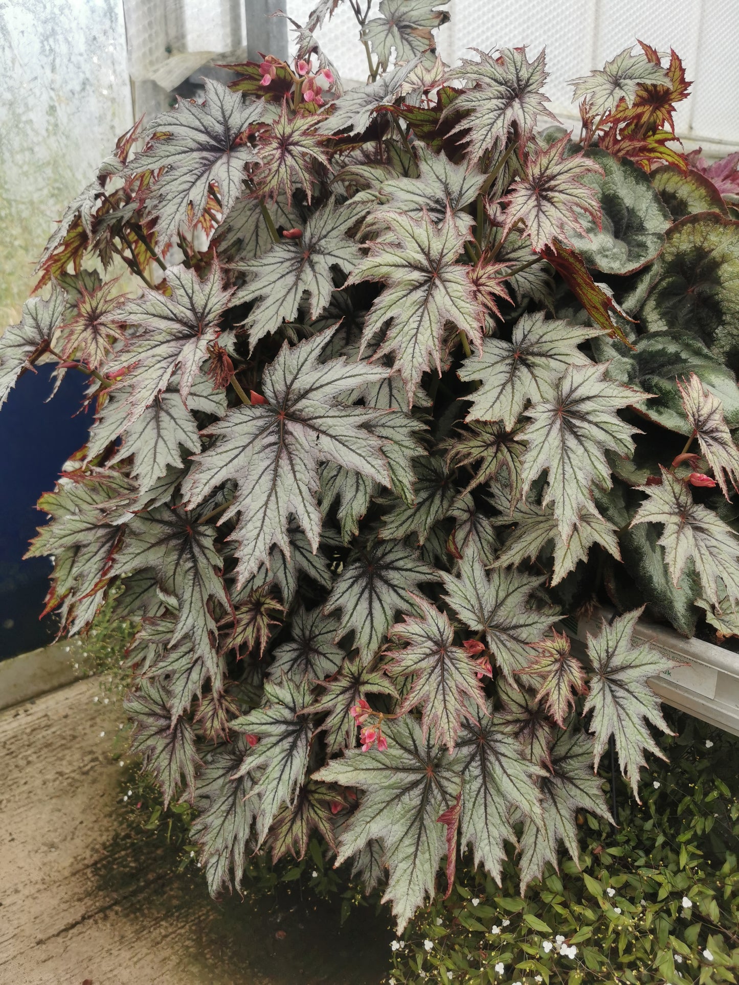Begonia Connie Boswell