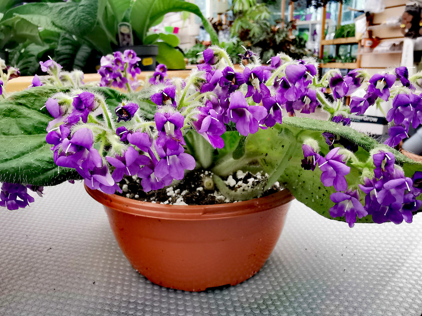 Petrocosmea parryorum