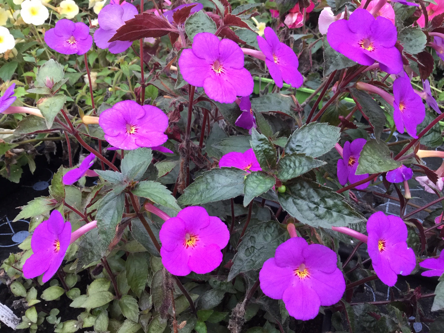 Achimenes Imperial Light