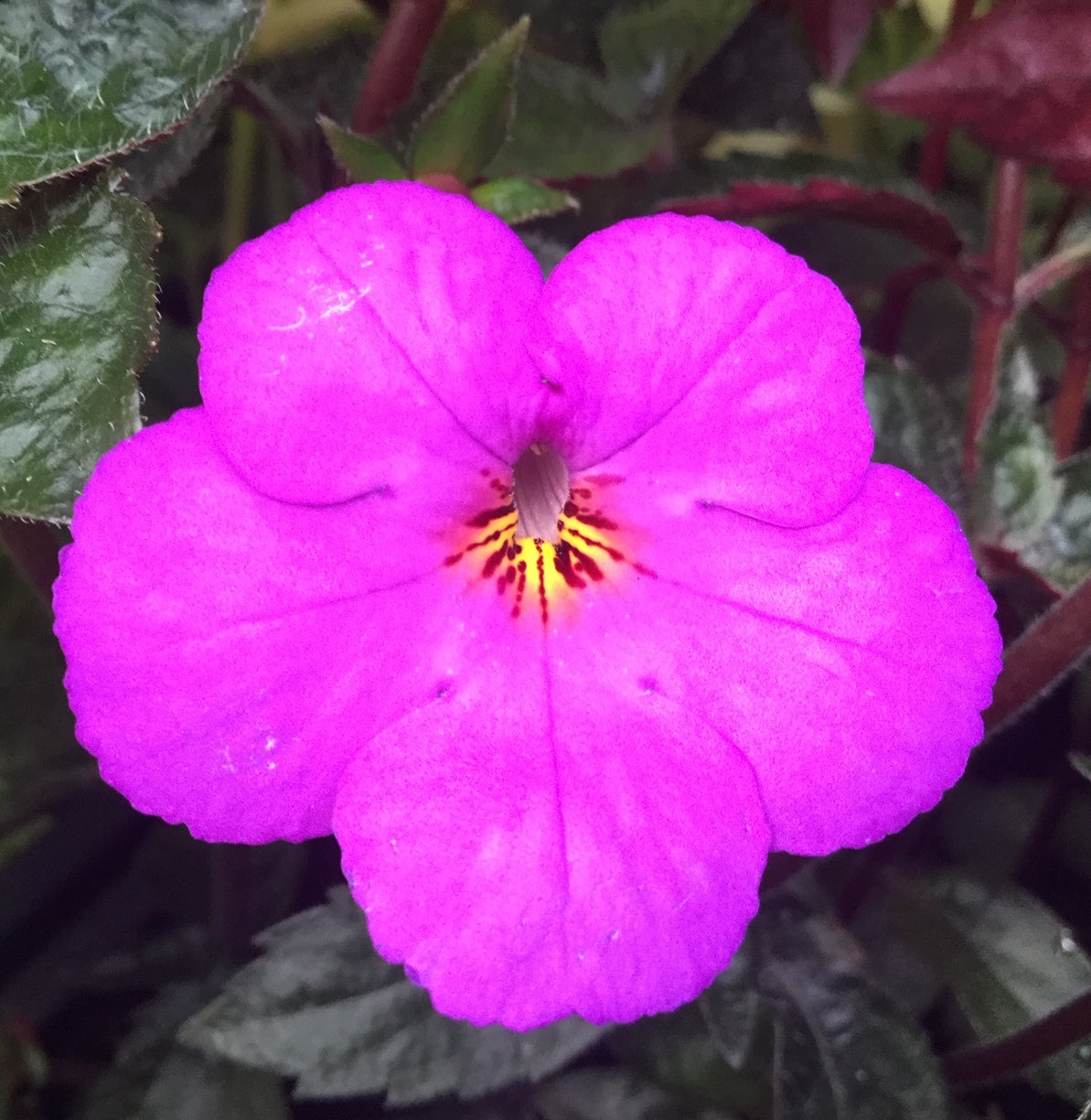 Achimenes Imperial Light