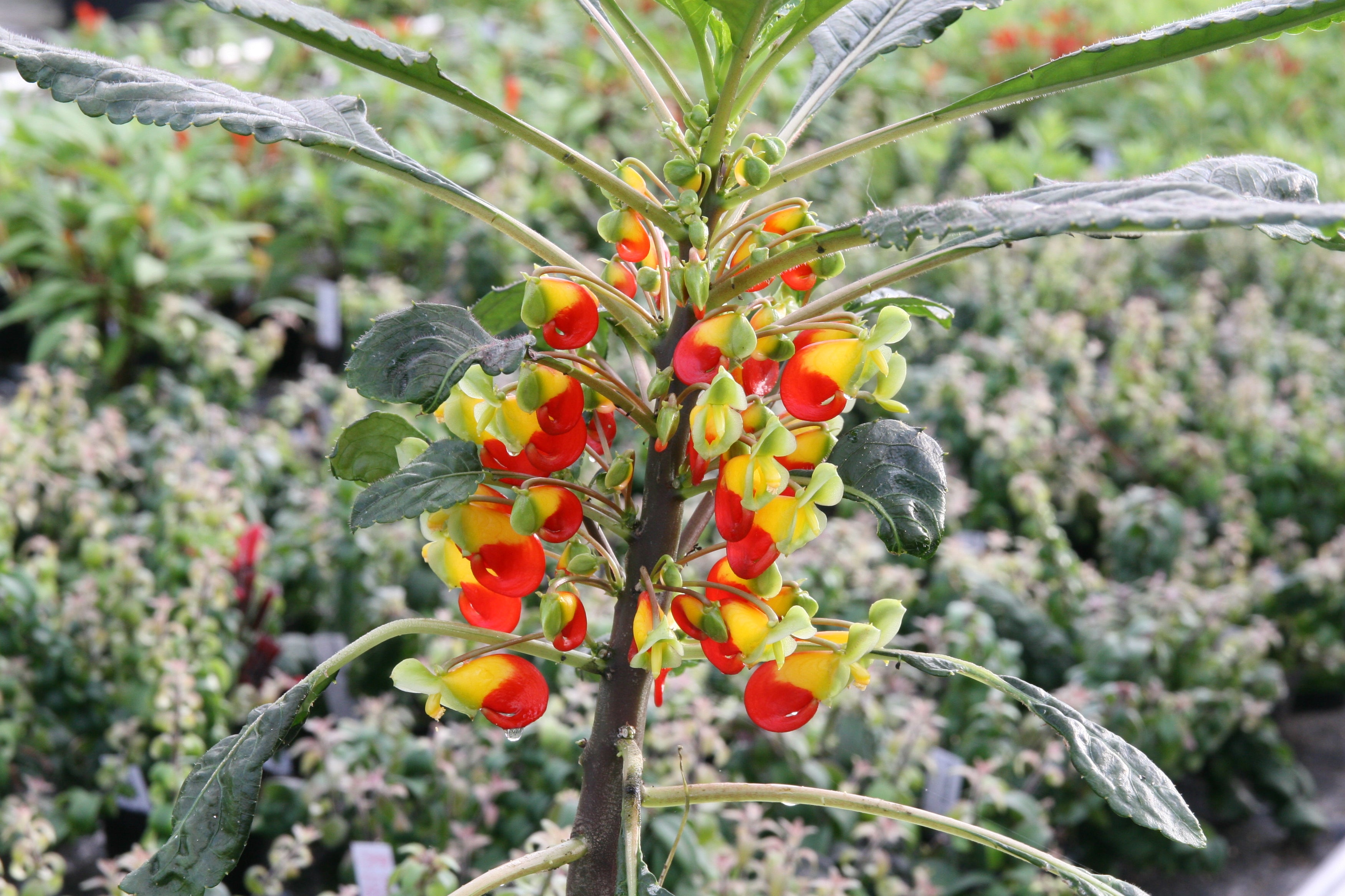 parrot house plant Impatiens niamniamensis (Cockatoo / Parrot plant) – Dibleys