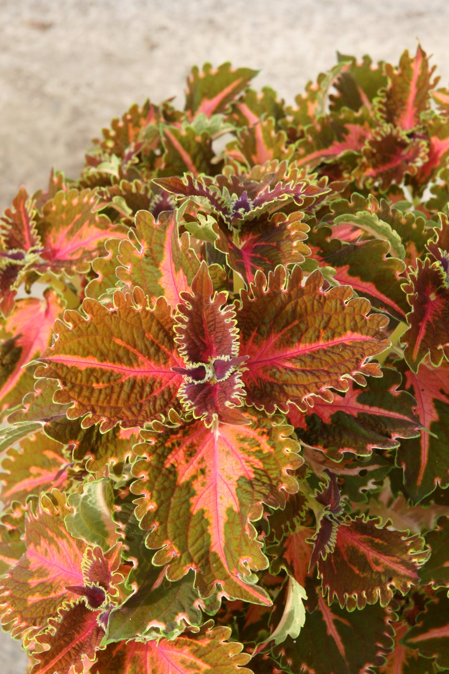 Coleus Kentish Fire