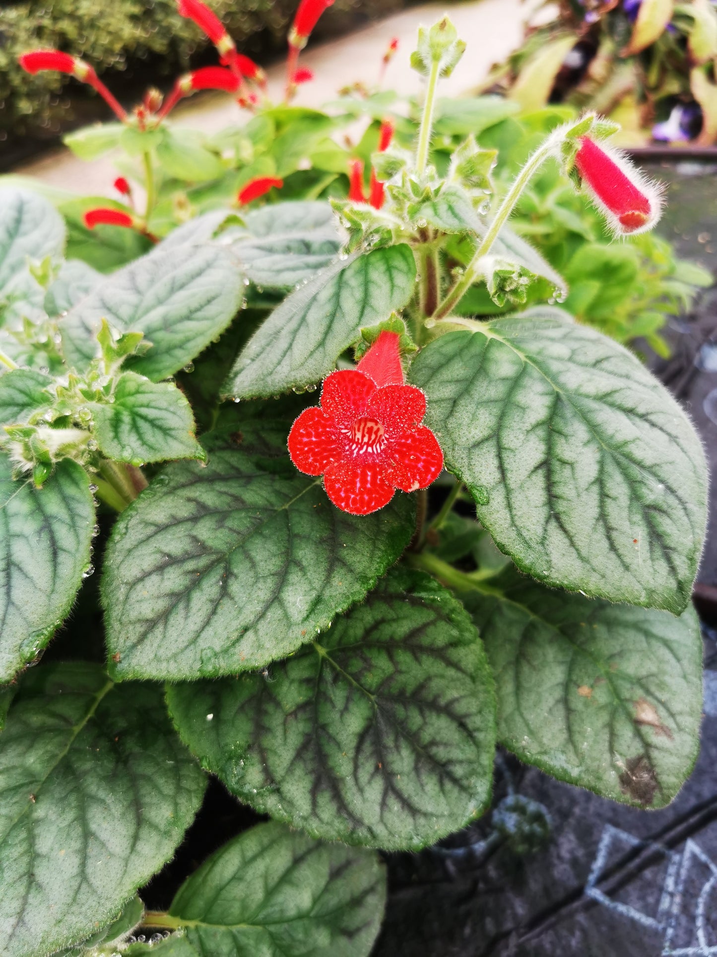 Kohleria Strawberry Fields - Rhizomes - NEW FOR 2024