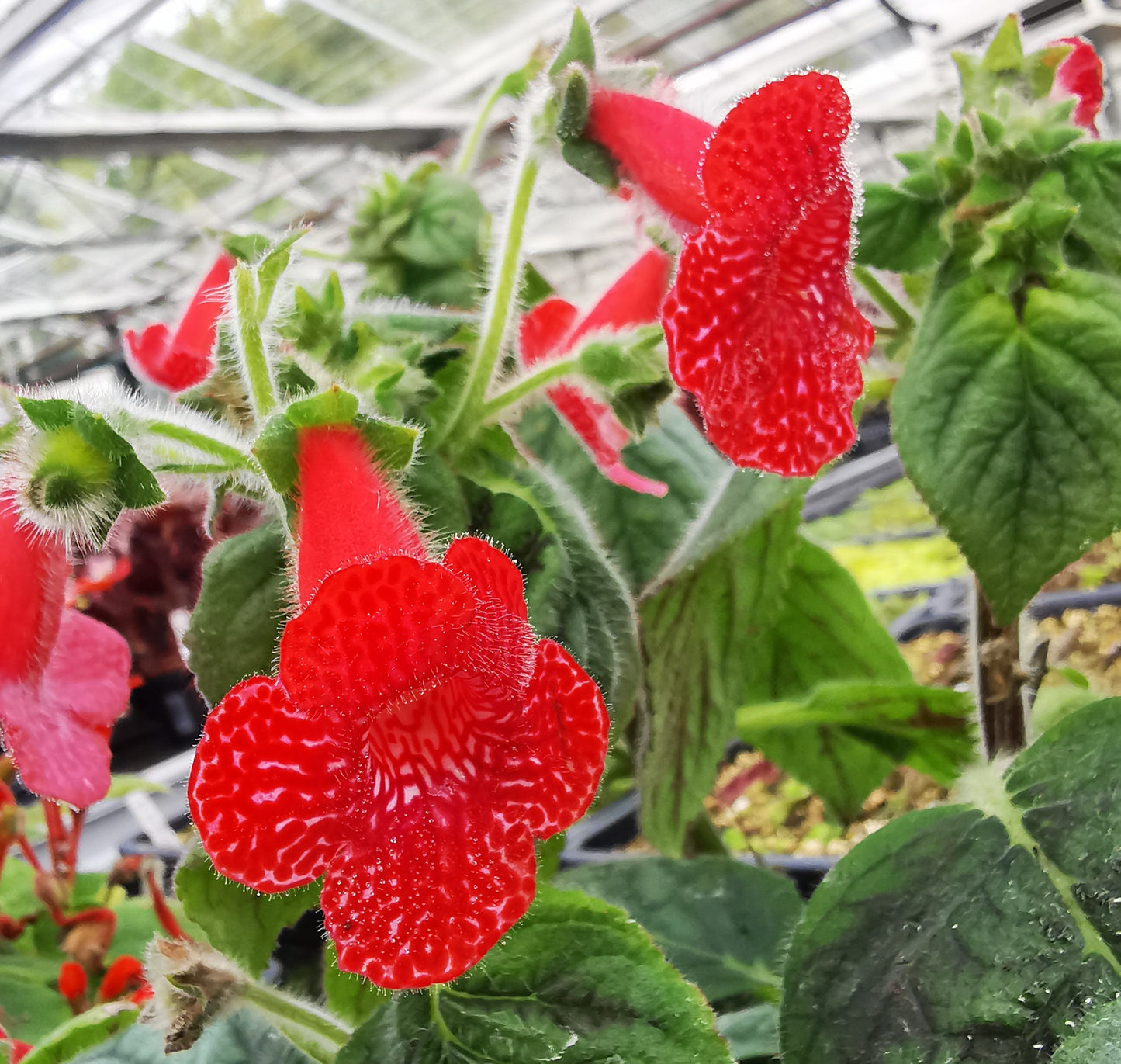 Kohleria Strawberry Fields - Rhizomes - NEW FOR 2024