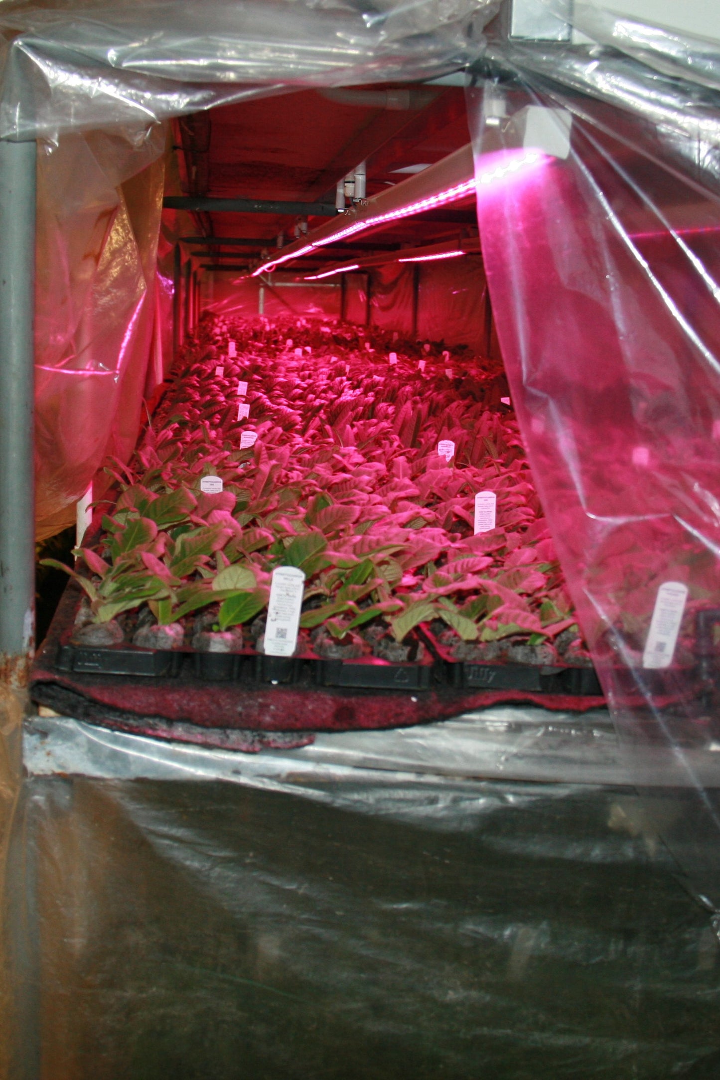 Nursery / Plant Collection 'Behind the Scenes' Guided Tour / Open Day (April)