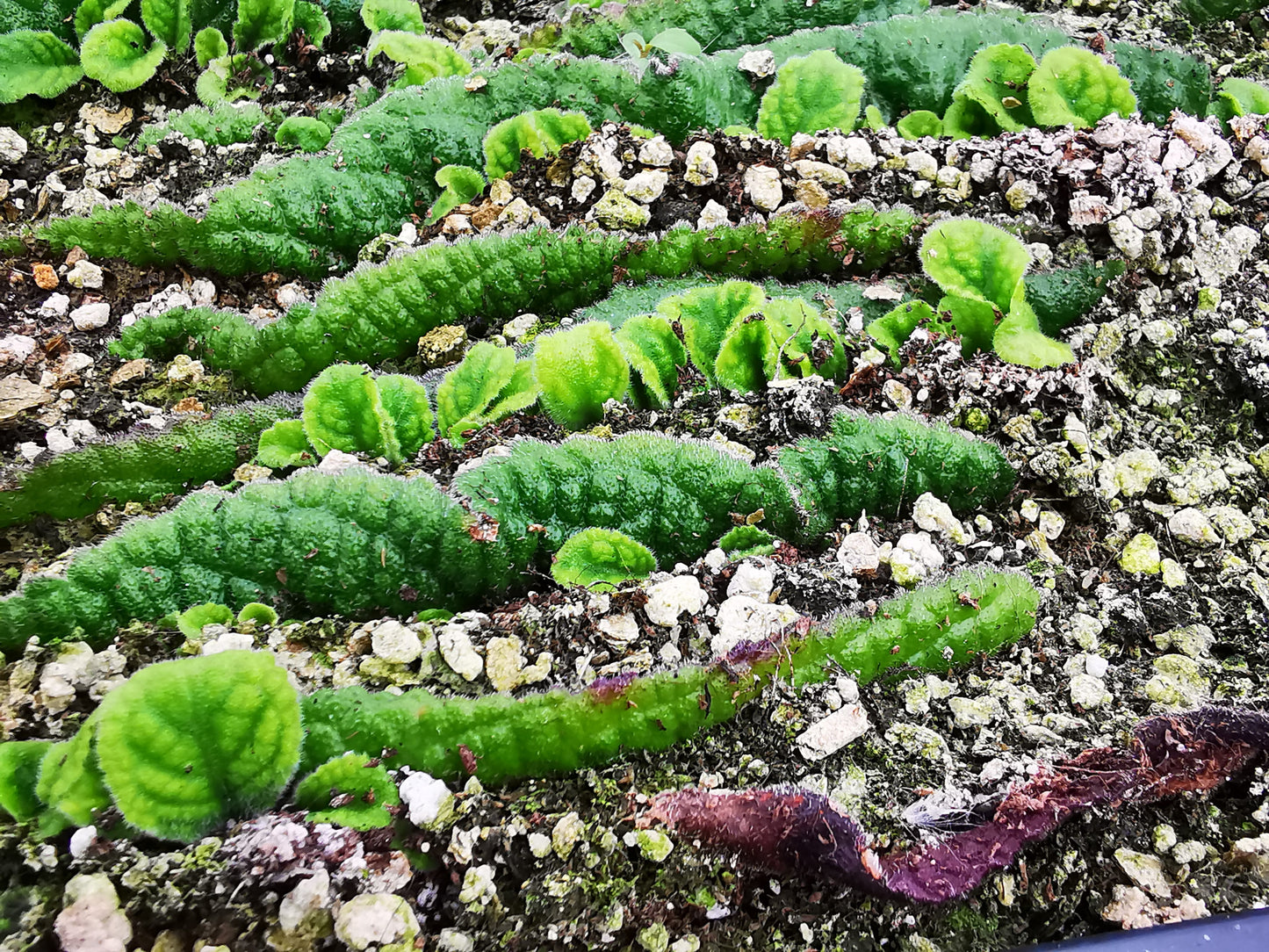Houseplant Propagation Workshop: Learn How to Propagate Streptocarpus and Begonias (June)