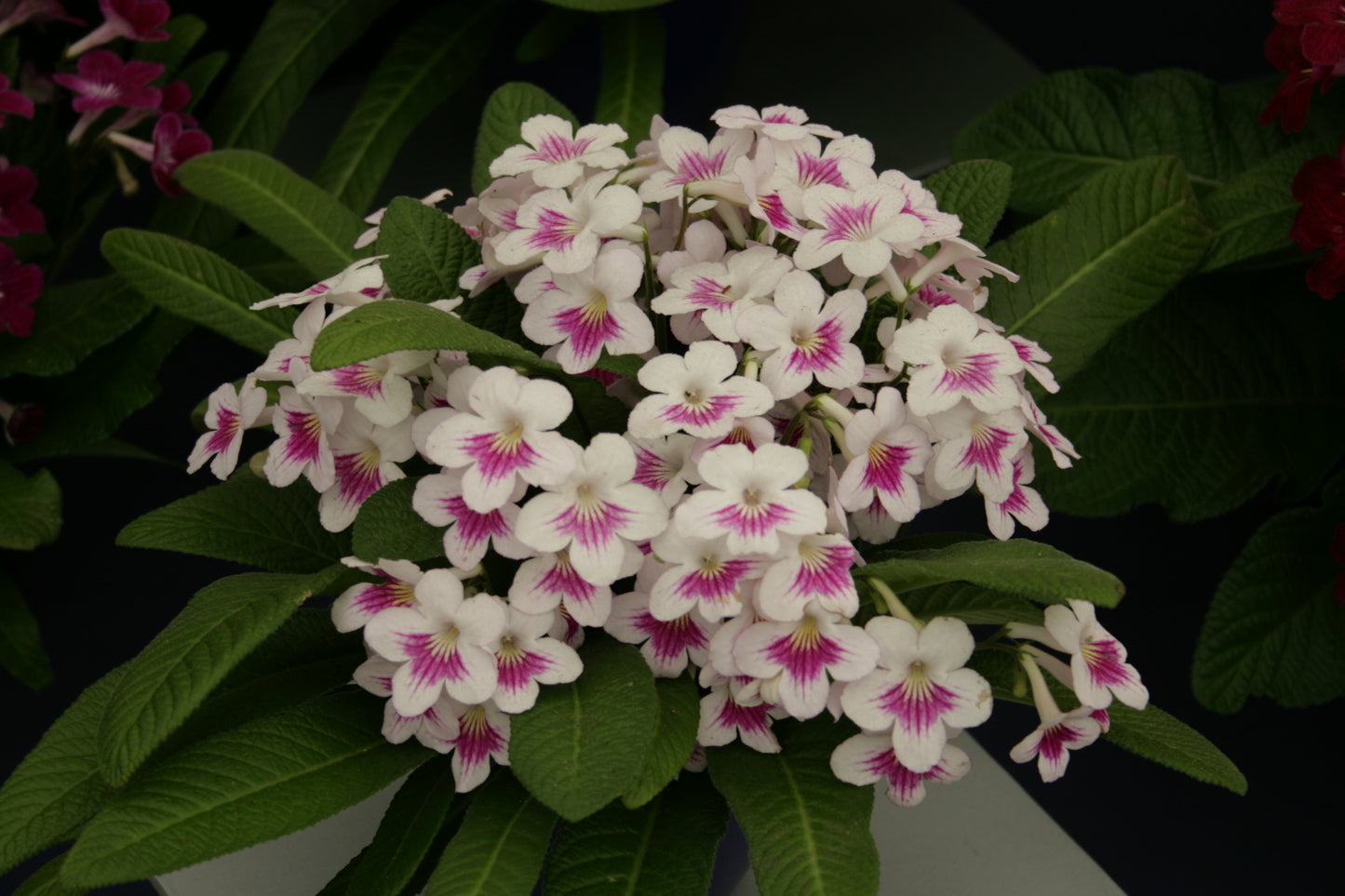 Streptocarpus Myfanwy