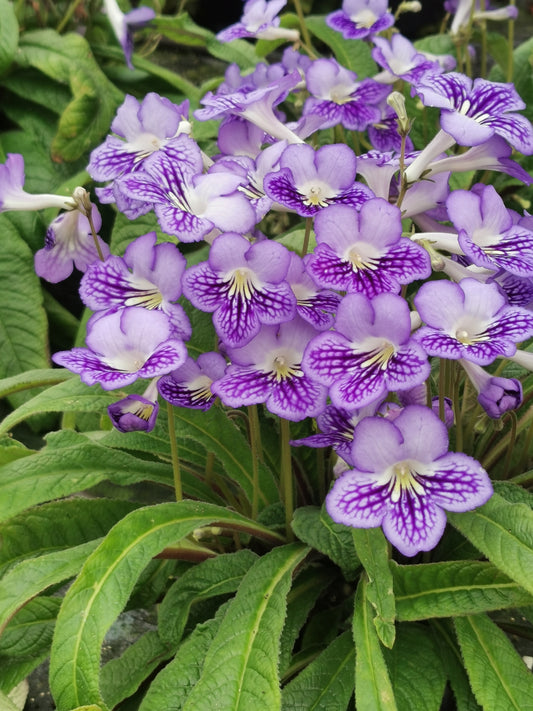 Streptocarpus Victoria NEW 2025