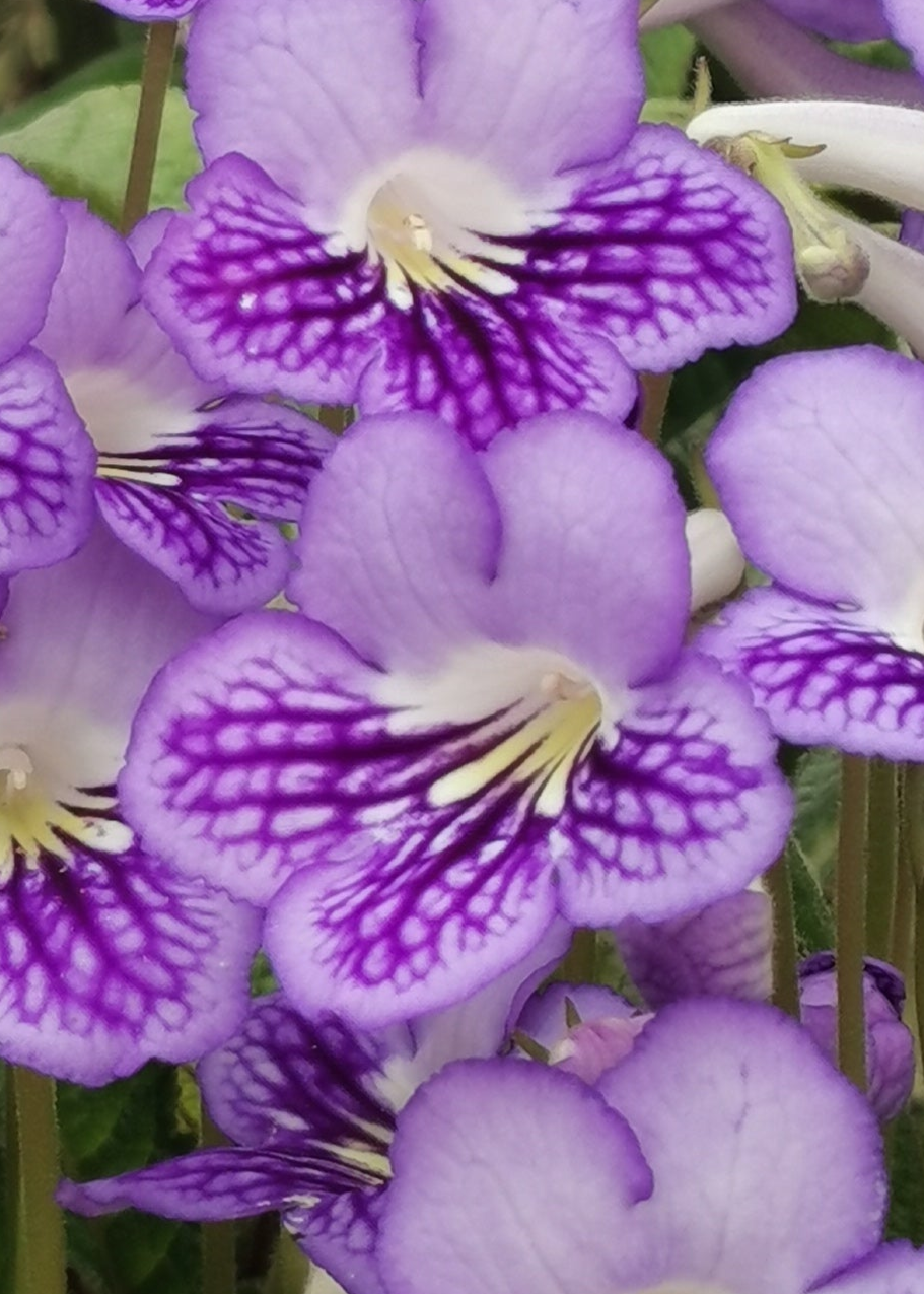 Streptocarpus Victoria NEW 2025