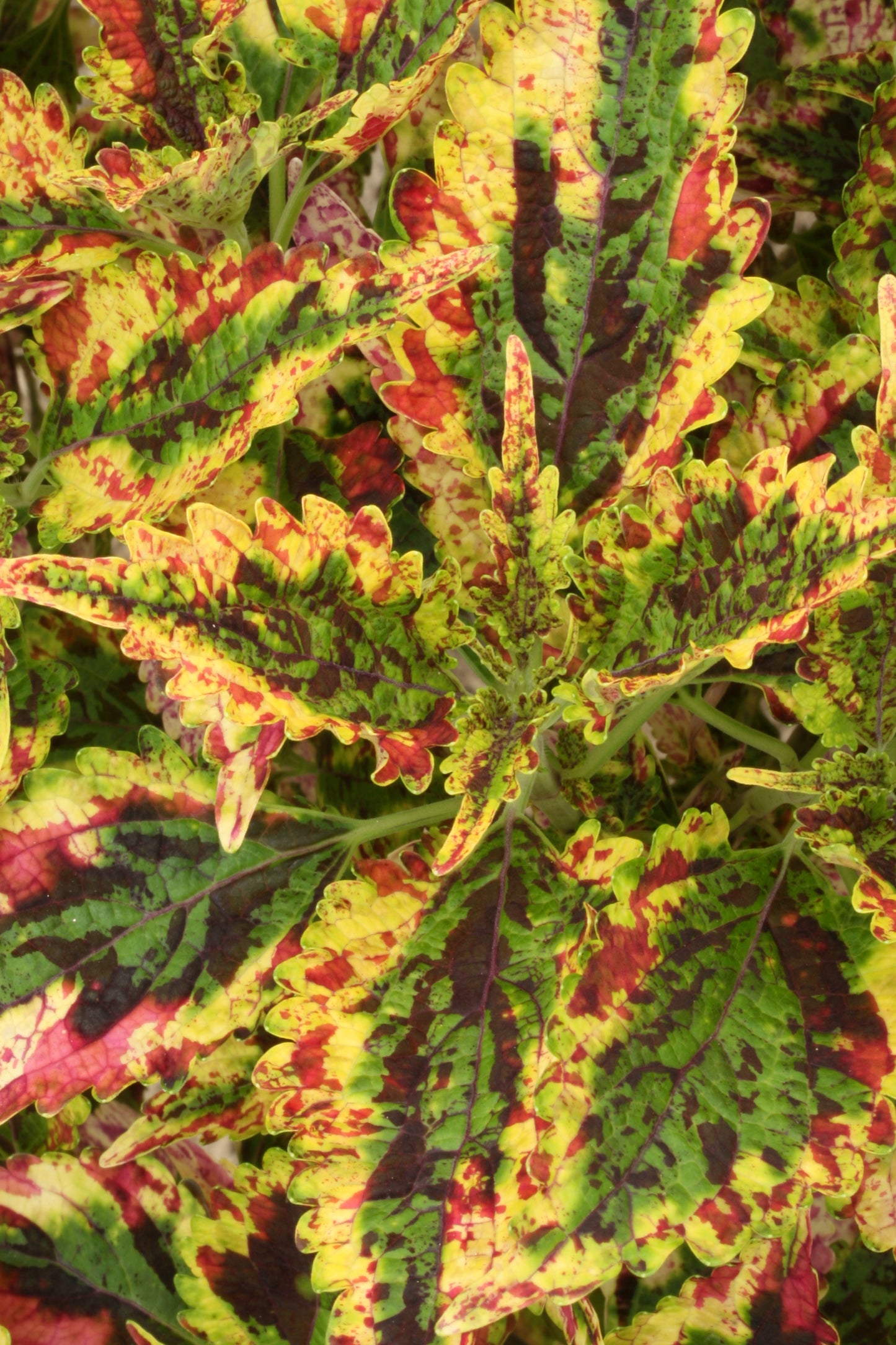 Coleus Paisley Shawl