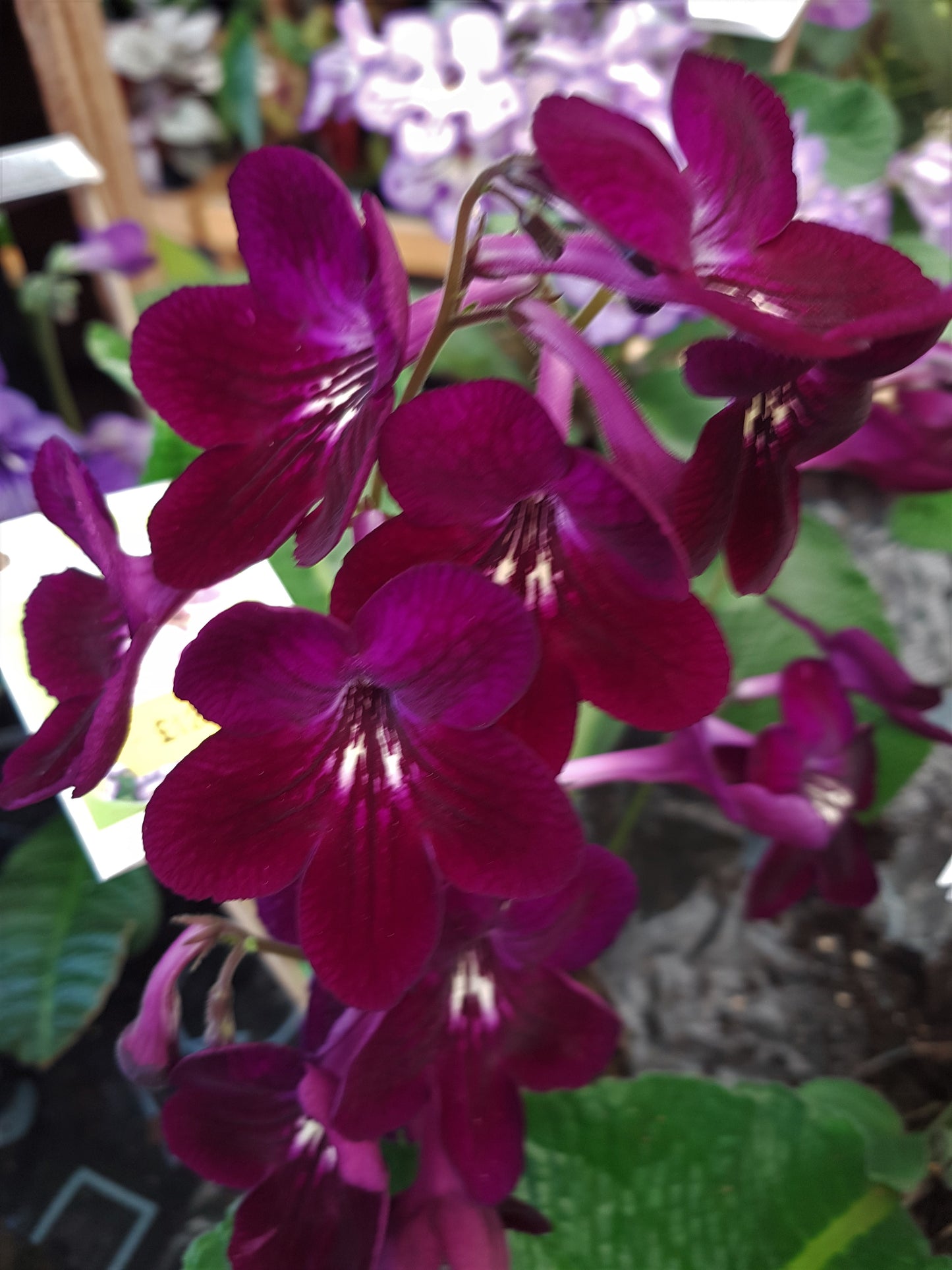 Streptocarpus Dibley's Patricia NEW