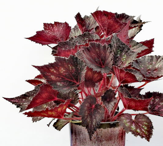 Begonia Phantom