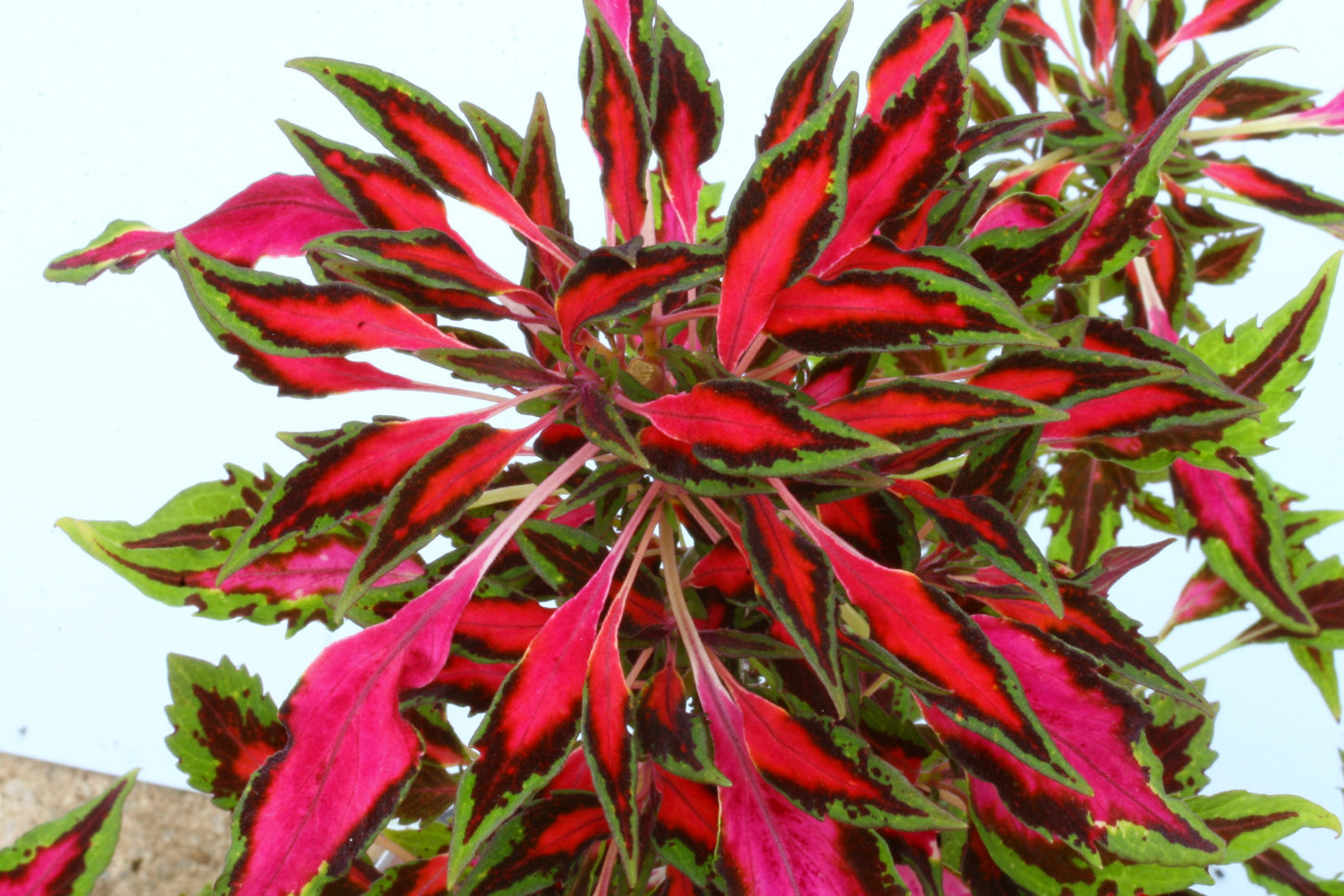 Coleus Pink Chaos