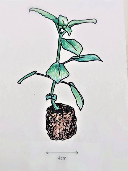 Achimenes Extravaganza