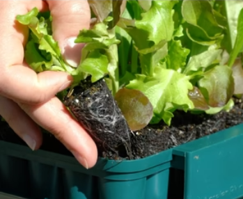 Compact Plug Plant Trainer