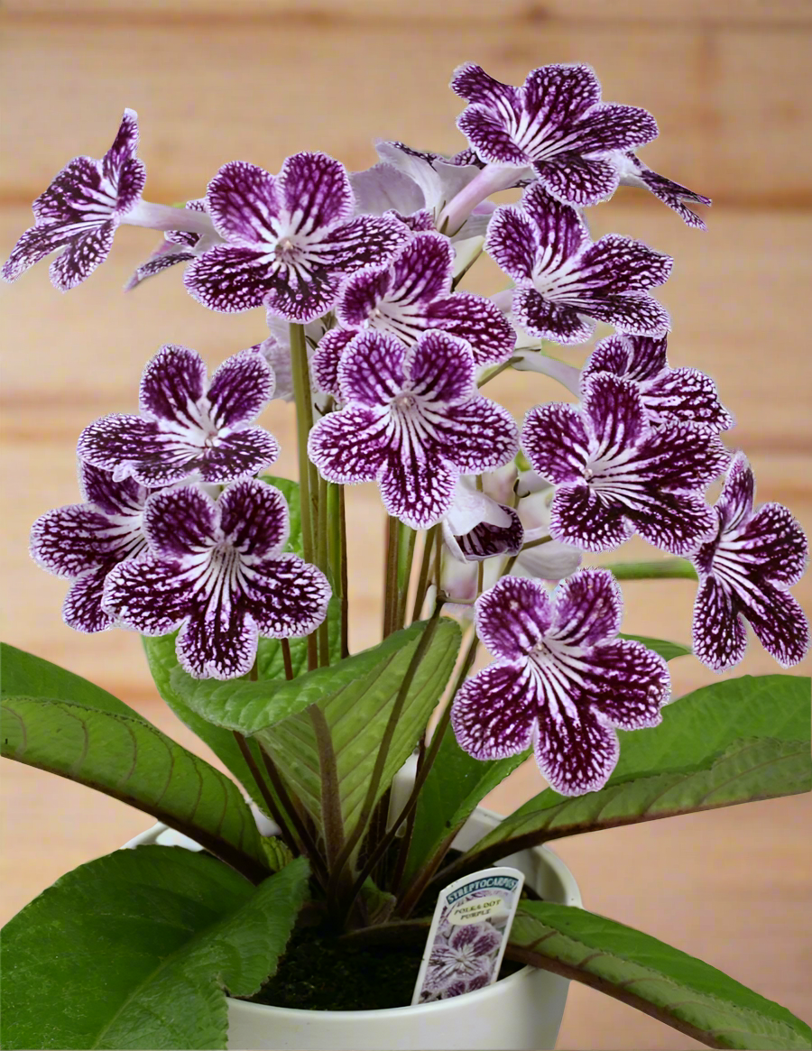Streptocarpus Polka-Dot Purple - Dibleys
