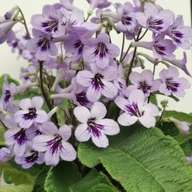 Streptocarpus Betty NEW 2025