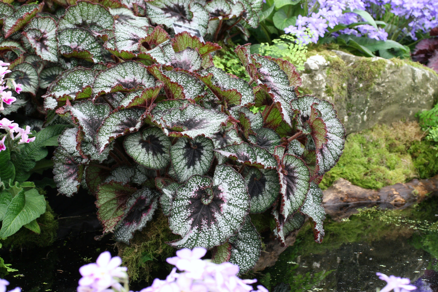 Begonia Rocheart