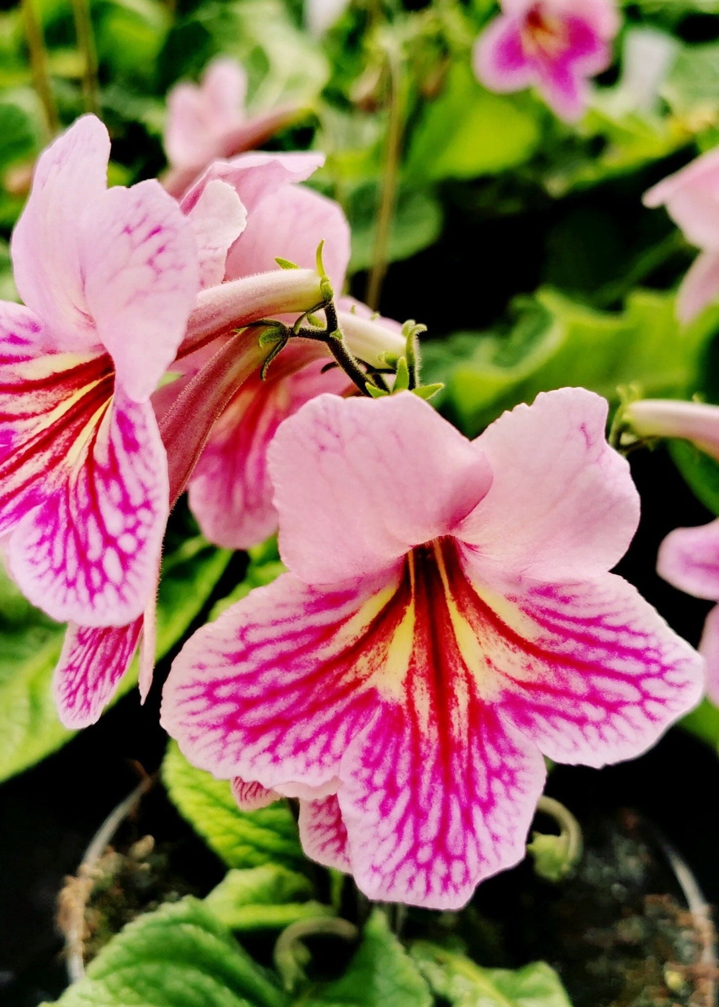 Streptocarpus Rosina