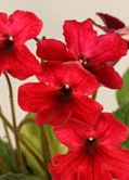 Streptocarpus Scarlett - Dibleys