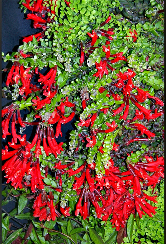 Aeschynanthus Scooby Doo - Dibleys