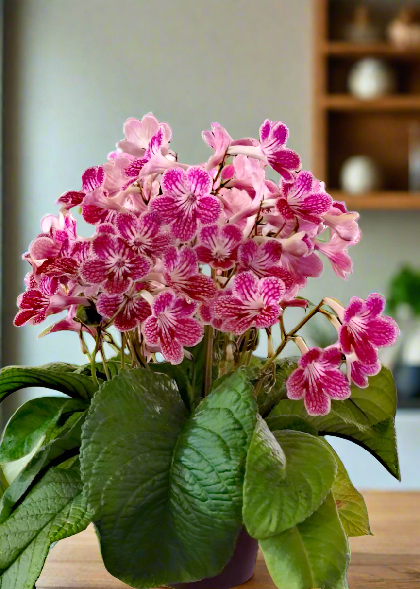 Streptocarpus Polka-Dot Pink