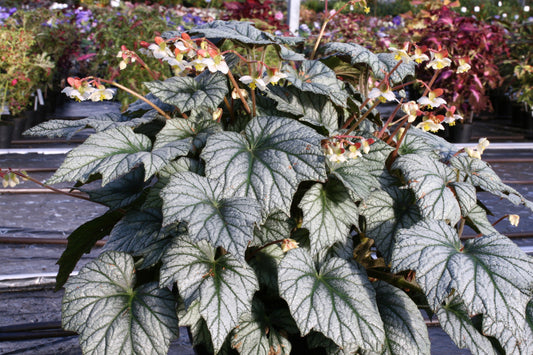 Begonia Silver Cloud
