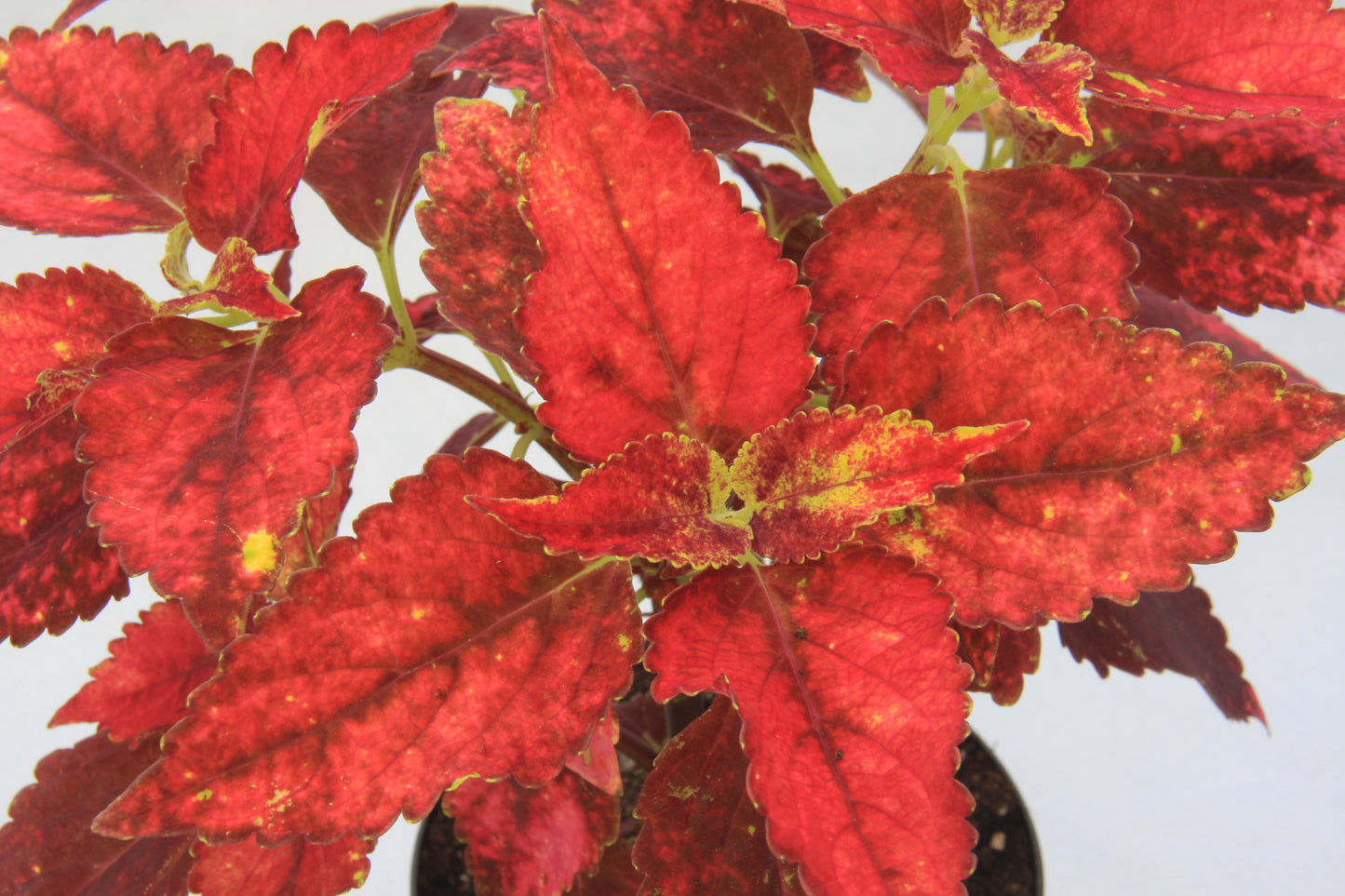 Coleus (Plectranthus) Strawberry Jam