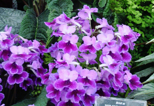 Streptocarpus Stephanie