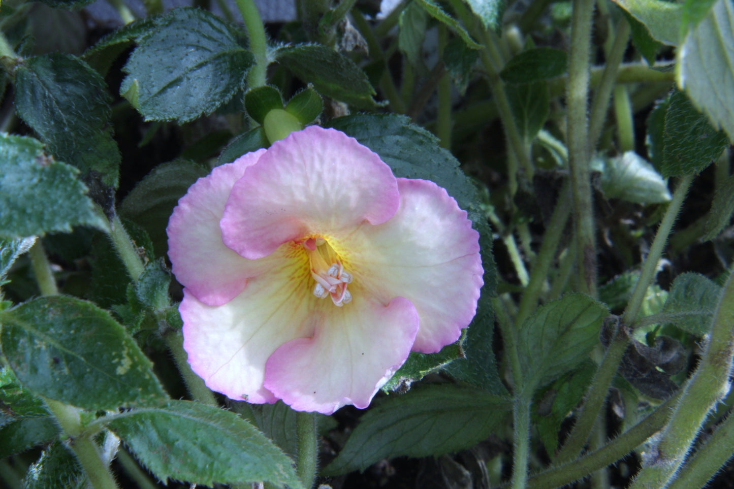 Achimenes Sun Dance - Dibleys