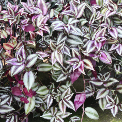 A Collection of 6 Tradescantia