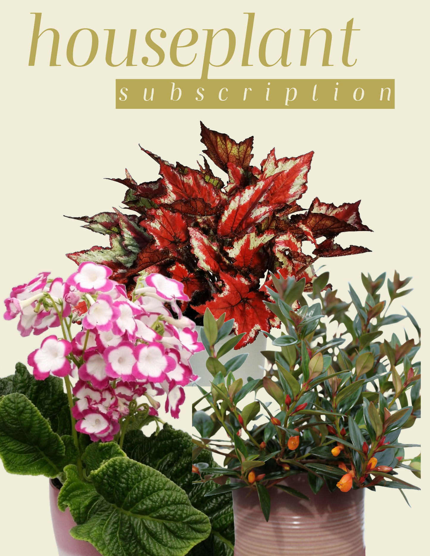 houseplant subscription