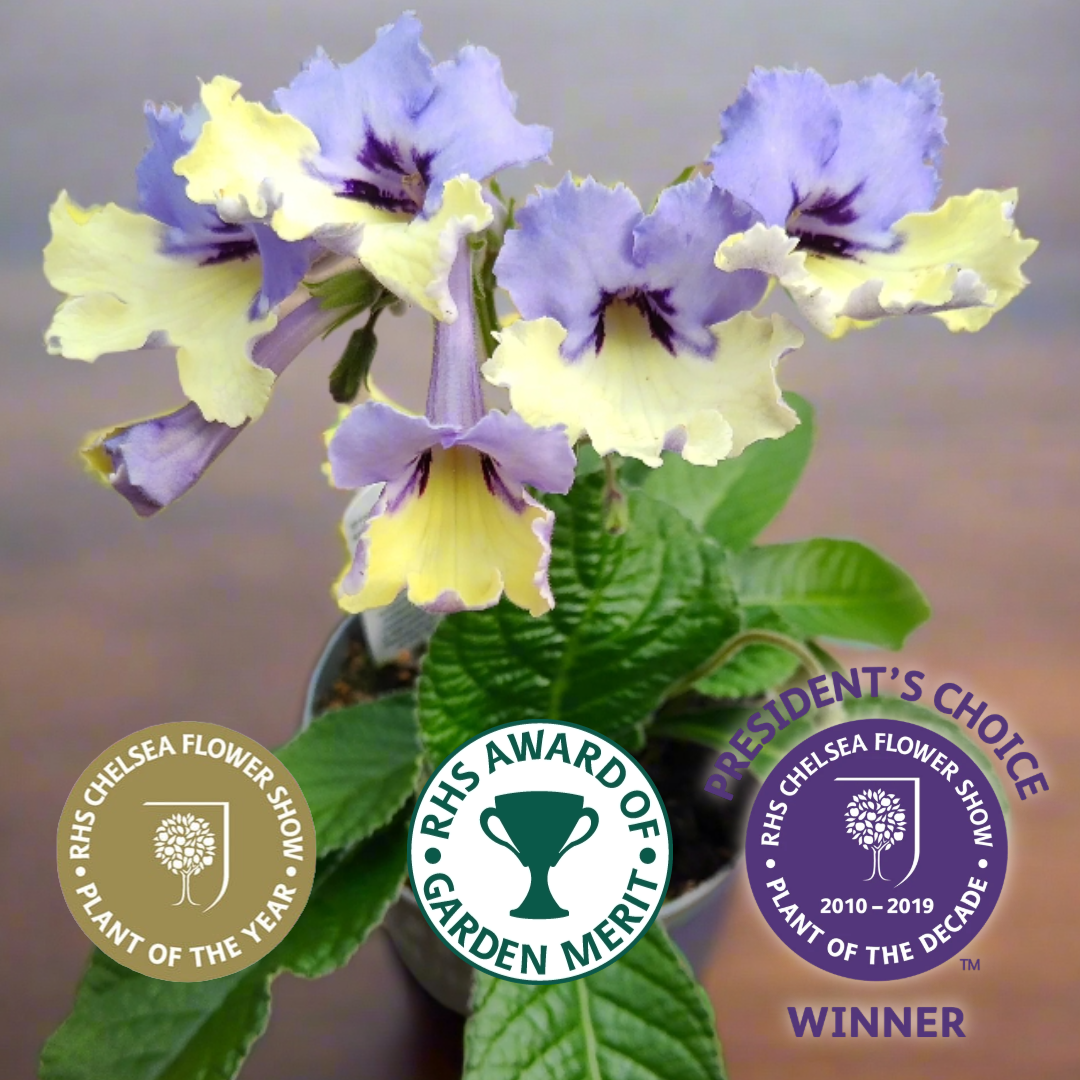 Streptocarpus Harlequin Blue - RHS Plant of the Decade - Dibleys