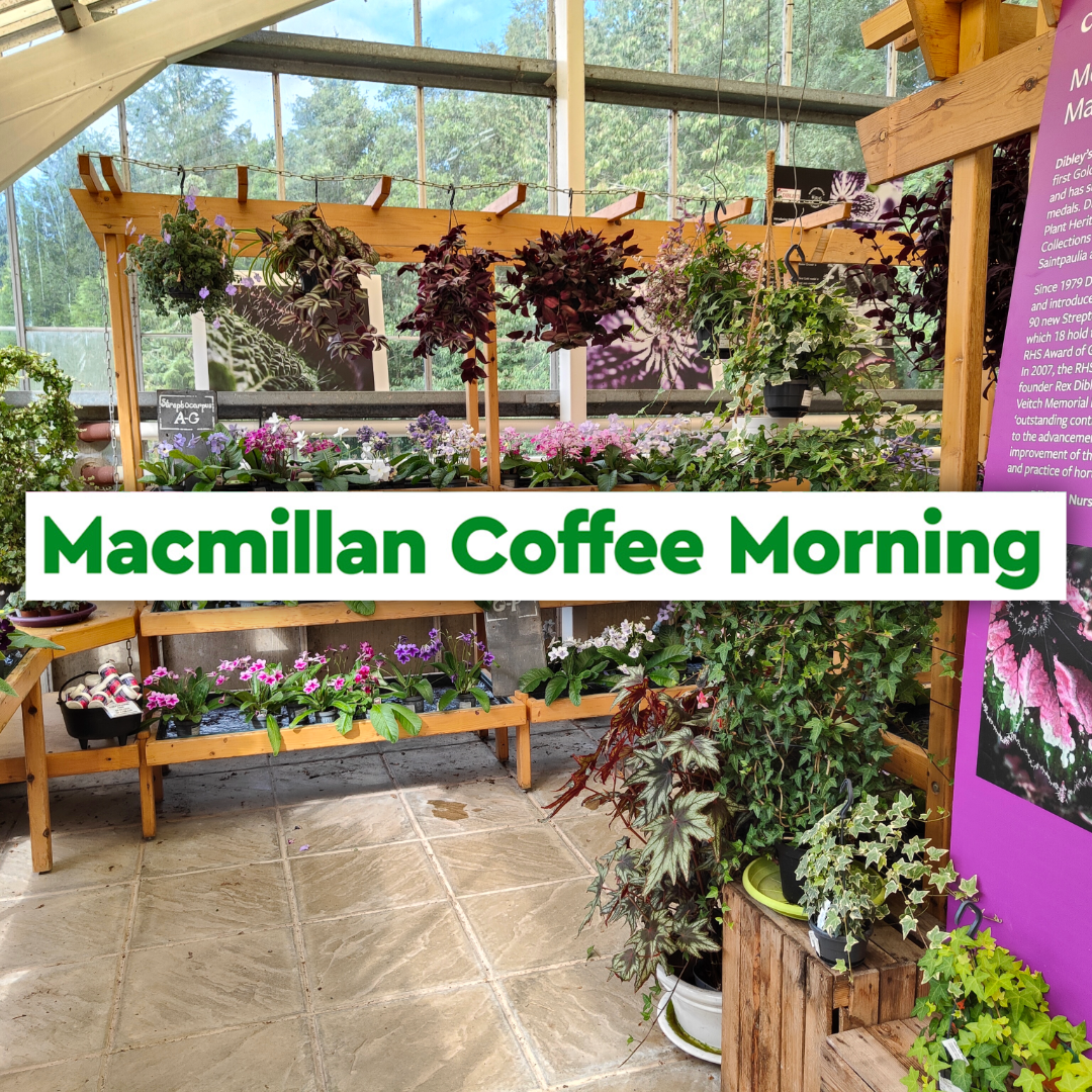 Dibleys Macmillan Coffee Morning - and free spider plant.