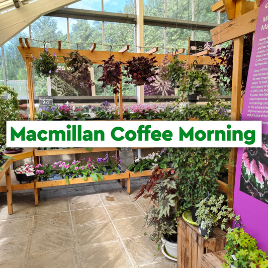 Dibleys Macmillan Coffee Morning - and reserve a free spider plant.