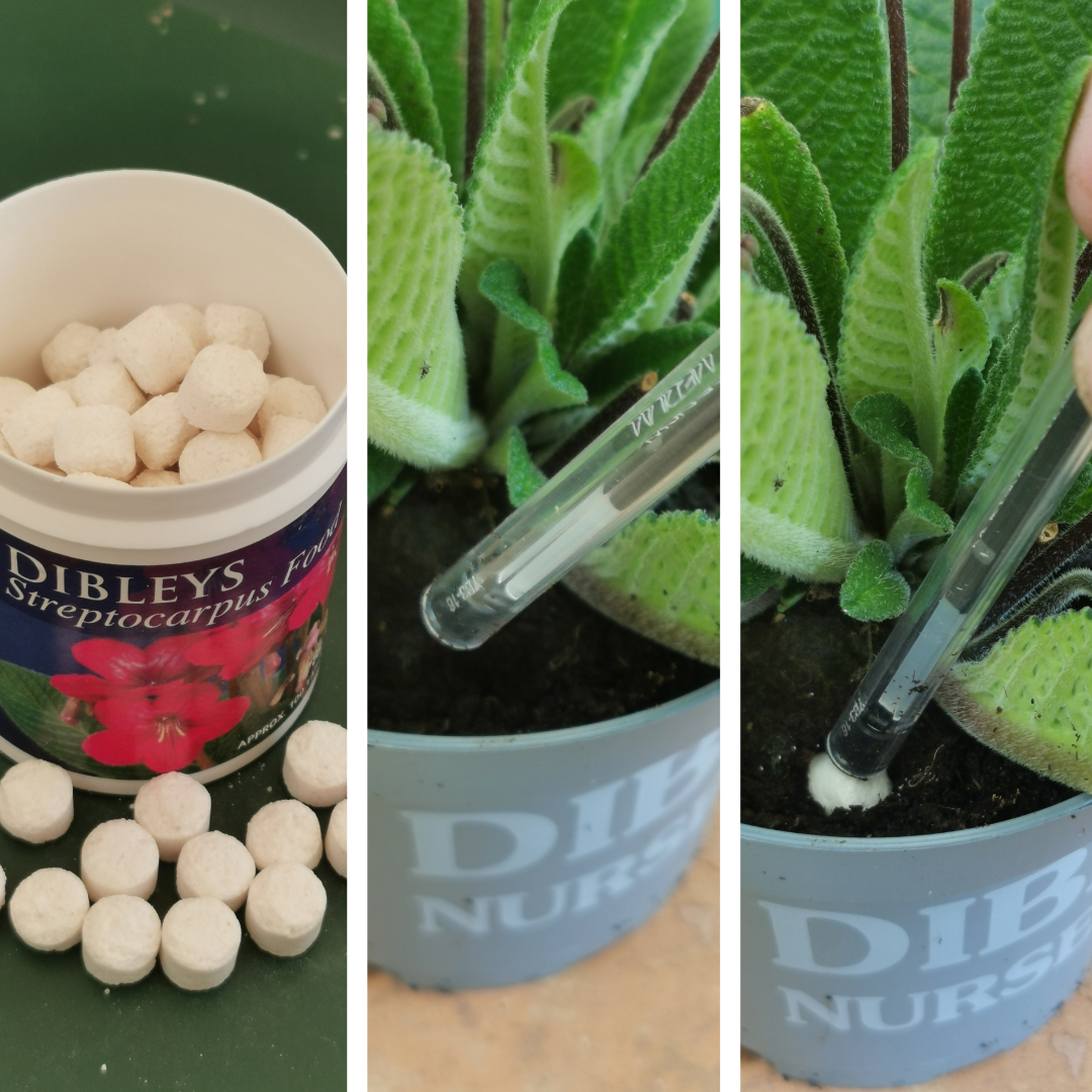 > DIBLEYS F00D TABLETS - Streptocarpus Food Tablets - Dibleys