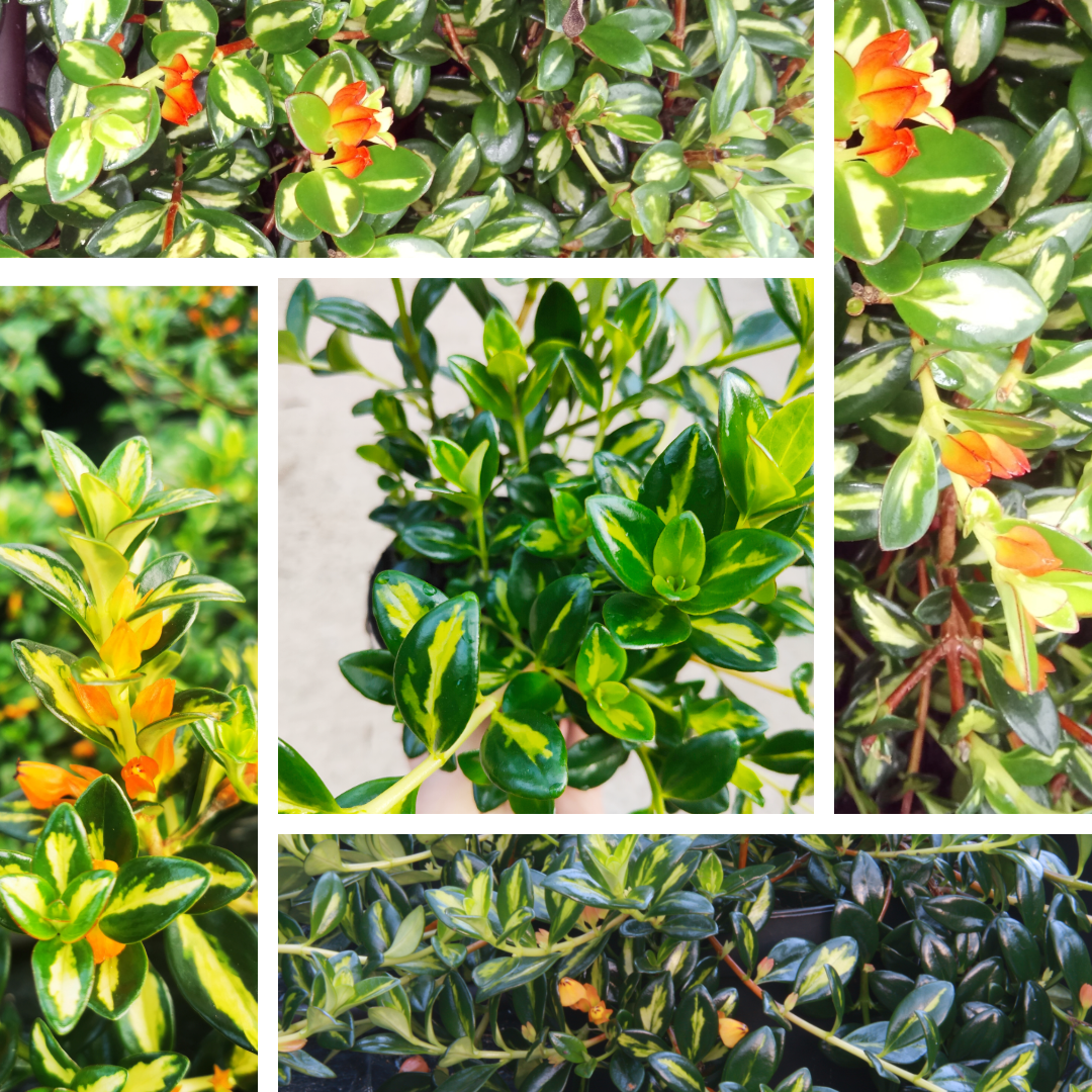 Nematanthus gregarius Variegata - Dibleys